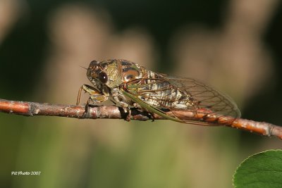 Tibicen canicularis - Dog-day cicada (Cigale caniculaire)