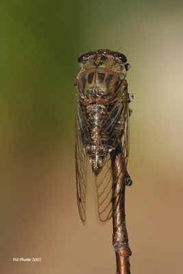 Tibicen canicularis - Dog-day cicada (Cigale caniculaire)