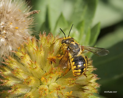 Abeille cotonnière (Anthidium manicatum)