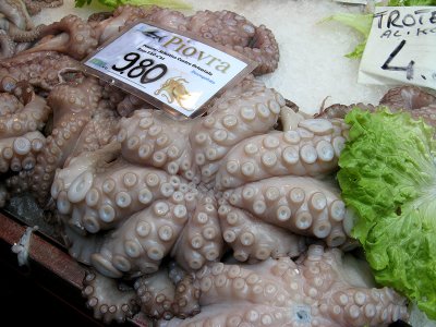 Octopus  0422