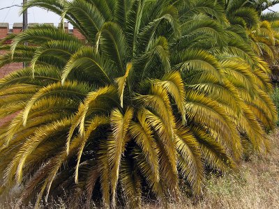 Palm fronds   1841