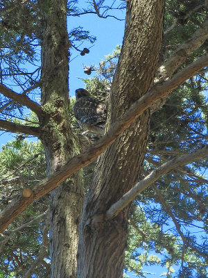 Hawk resting in a tree.2559