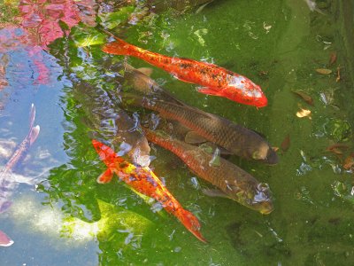 Koi     <br/>3189