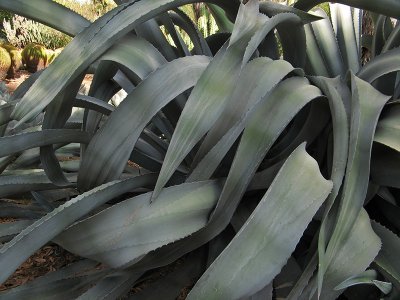 Agave in the Palm Garden3308