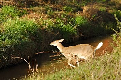 Another Doe Jumping Over Creek