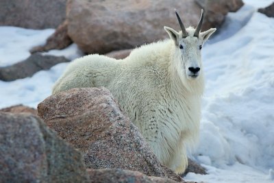 Mountain Goats