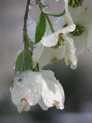 Dogwood Drip