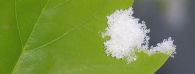 Pear leaf
