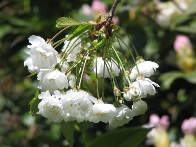 Blossoms