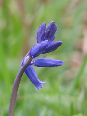 Bluebell