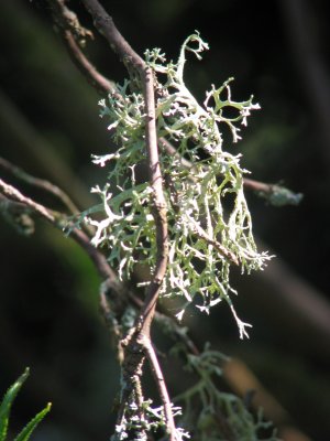Moss Portrait