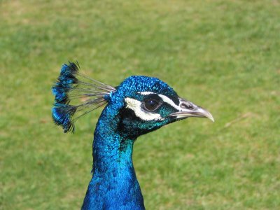 Peacocks Are Pretty