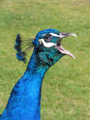 Peacocks Arent Pretty
