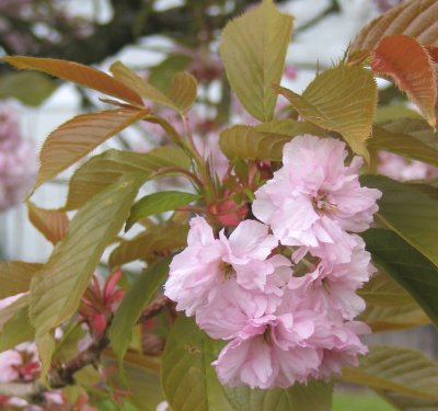 Traquair Pinks