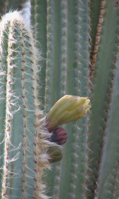 Cactus flowers