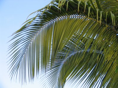 Palm Frond
