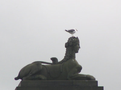 Seagull