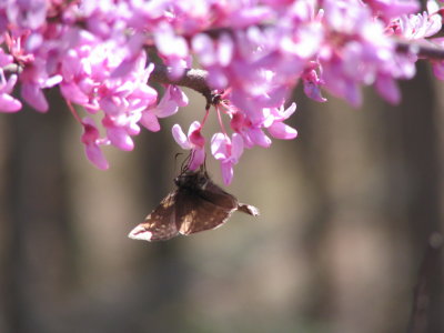 Redbud Moth