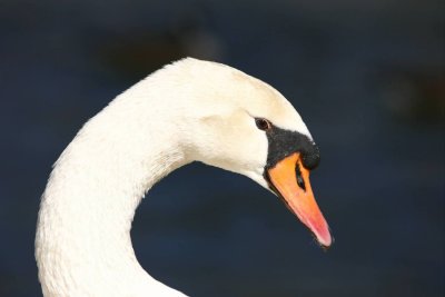 Swan at Elon University