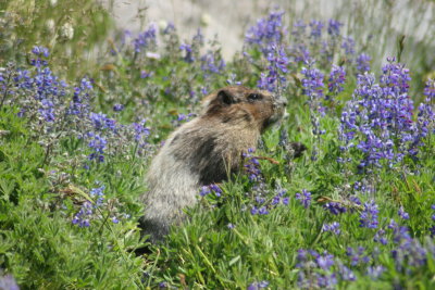 Hoary Marmot