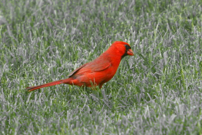 Cardinal 1.jpg