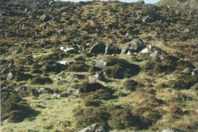 Lough Talt Area Ireland and sheep.jpg
