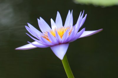 Lotus Blossom