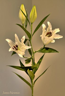 lillies1.jpg