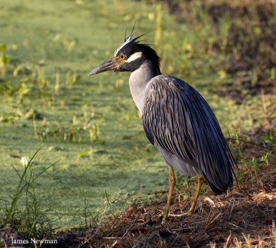 Night Heron