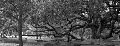 cemetery tree3.jpg