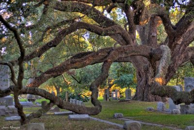 tree hdr.jpg