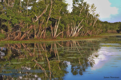 treeline.jpg