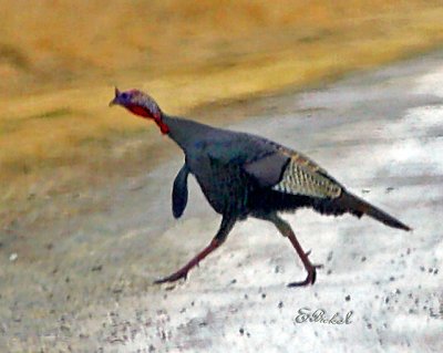 Wild Turkey crossing road at dusk