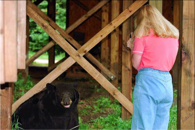 Shooting a Black Bear 2006
