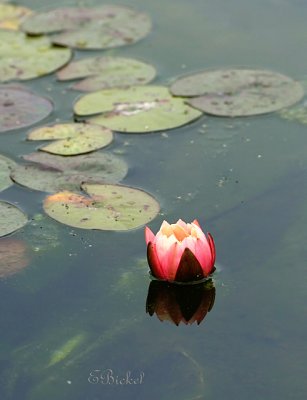 Lone Water Lily 2006