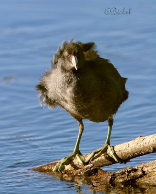Funky Coot