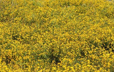 Sea of Sunflowers 2006