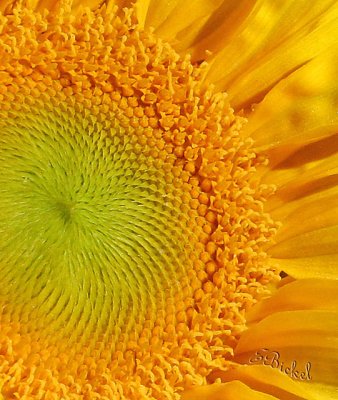 Minnesota Sunflower 2006
