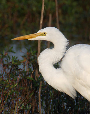 Great Egret