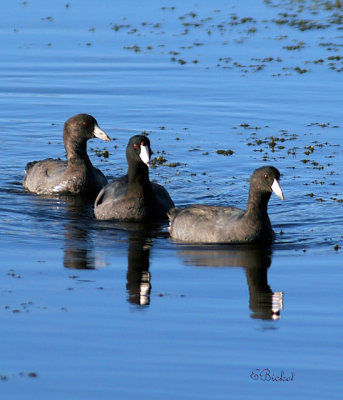 We Three Coots