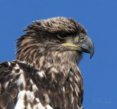Portrait of a Juvenile Bald Eagle