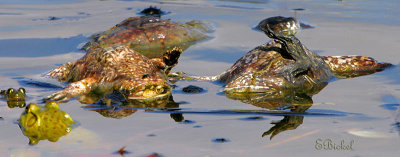 Swamp Creatures Among the Frogs