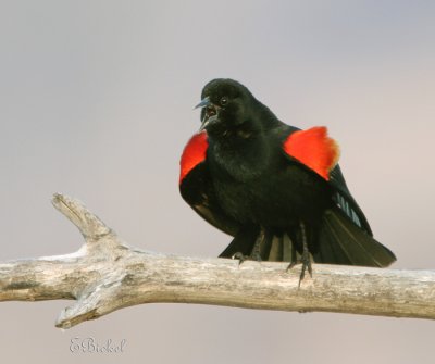 The Trill of a Red Winged Black Bird