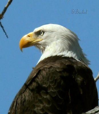 Missouri Eagle