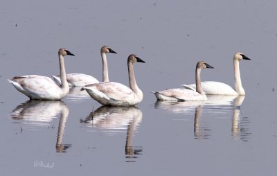 Five Swans A Swimming