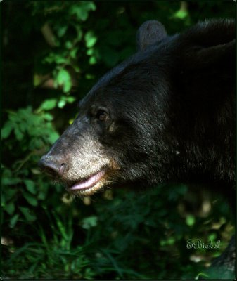 Black Bear in Profile