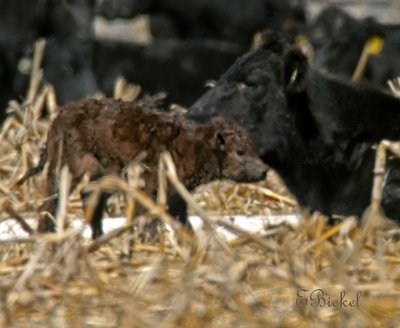 The Calf is finally on Her Feet!