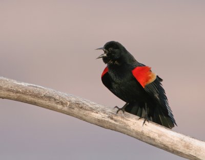 Blackbird at Sunset