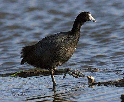 Coots in Missouri
