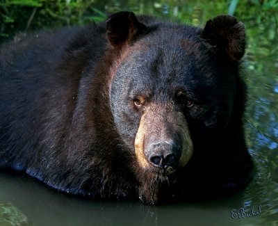 Wild Black Bears